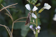 Lerodea eufala eufala