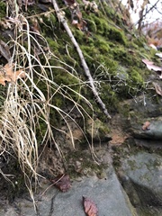 Agrostis perennans