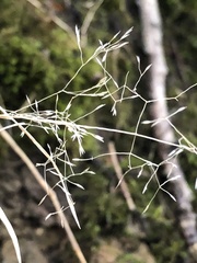 Agrostis perennans