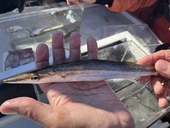 Sphyraena borealis
