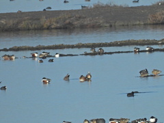 Fulica americana americana