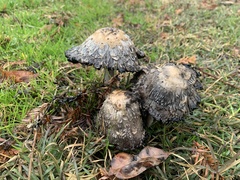 Coprinus comatus