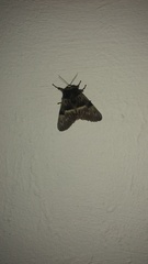 Megalopyge radiata
