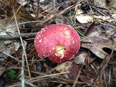 Boletus roodyi