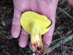 Boletus roodyi