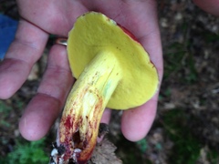 Boletus roodyi