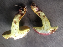 Boletus roodyi
