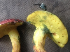 Boletus roodyi