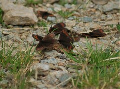 Erebia pronoe