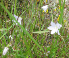 Wahlenbergia albomarginata