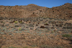 Aloe melanacantha
