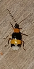 Diabroticina