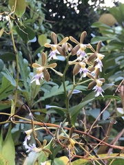 Epidendrum exasperatum