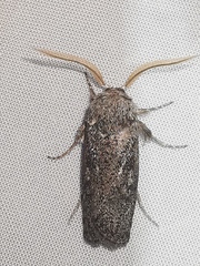 Cryptophasa irrorata