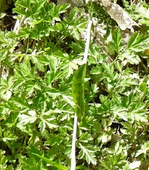 Chaerophyllum nodosum