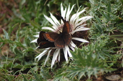 Erebia pronoe