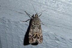 Eudonia submarginalis