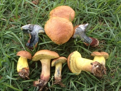 Boletus luridellus