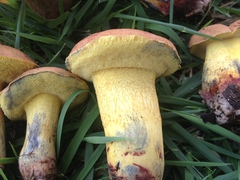Boletus luridellus