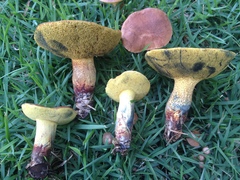 Boletus luridellus