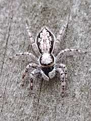 Menemerus bivittatus