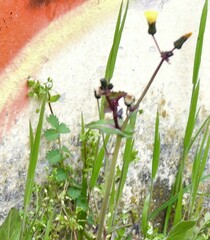 Stellaria media