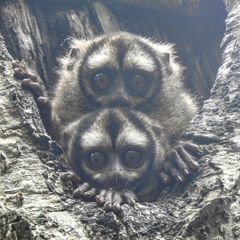 Aotus lemurinus