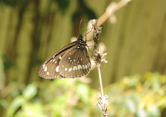 Euploea core corinna
