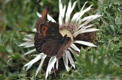 Erebia pronoe