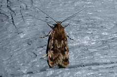Barea exarcha