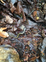 Ambystoma macrodactylum