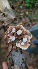 Steccherinaceae