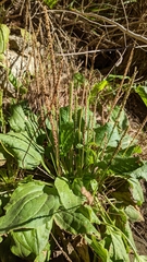 Plantago