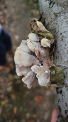 Steccherinaceae