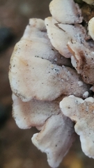 Steccherinaceae
