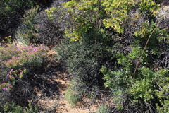 Cynorhiza typica