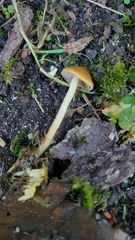 Leratiomyces squamosus
