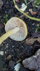 Leratiomyces squamosus
