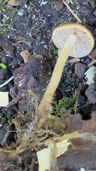 Leratiomyces squamosus