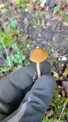Leratiomyces squamosus