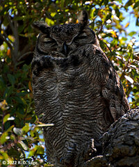 Bubo virginianus magellanicus