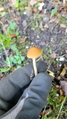 Leratiomyces squamosus