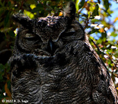 Bubo virginianus magellanicus