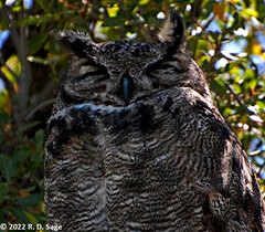 Bubo virginianus magellanicus