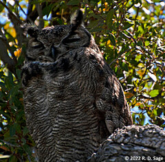 Bubo virginianus magellanicus