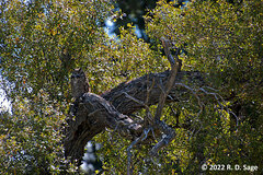 Bubo virginianus magellanicus