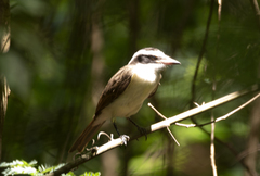 Pitangus sulphuratus