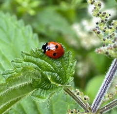 Coccinella septempunctata