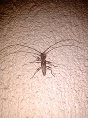 Ambonus distinctus