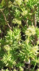 Crassula tetragona